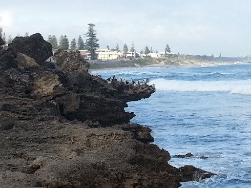 Shag rock 2 Cott to Freo Fri